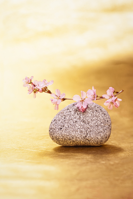 4月1日 ― 雨あがりの桜と、新しい始まり